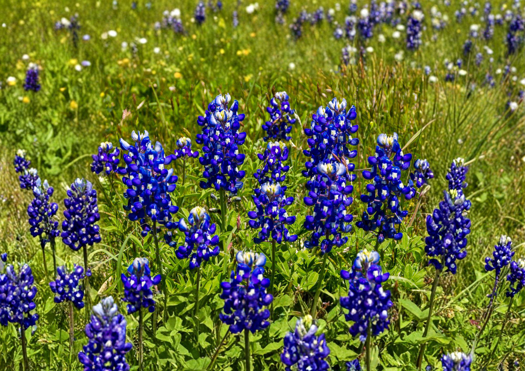 Texas Bluebonnet Seeds – 50 Native Wildflower Seeds for Spring Blooms – Texas State Flower – Lupinus texensis