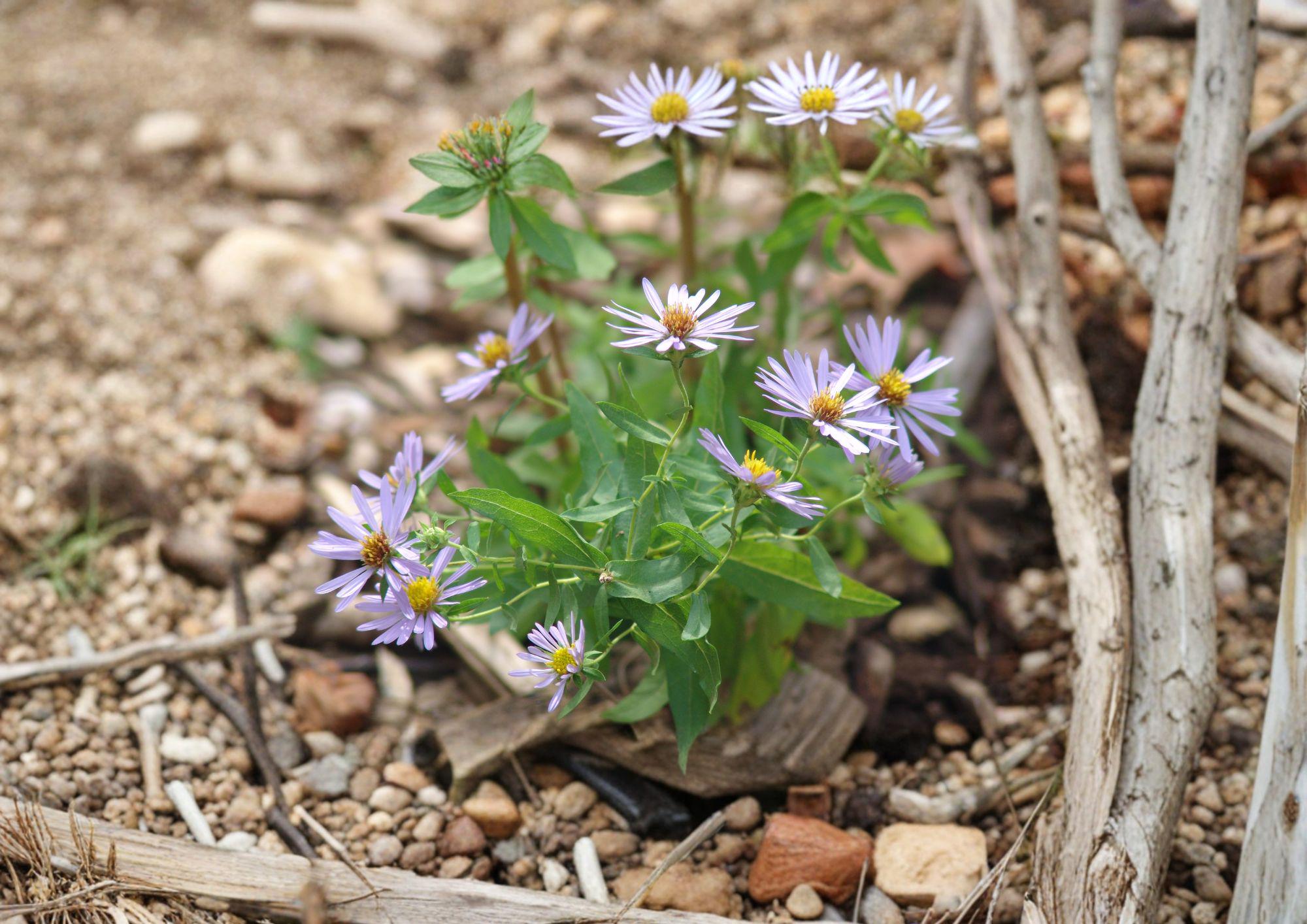 Aromatic Aster Seeds – 100 Native Purple Fall Flower Seeds for Pollinator Garden – Symphyotrichum oblongifolium