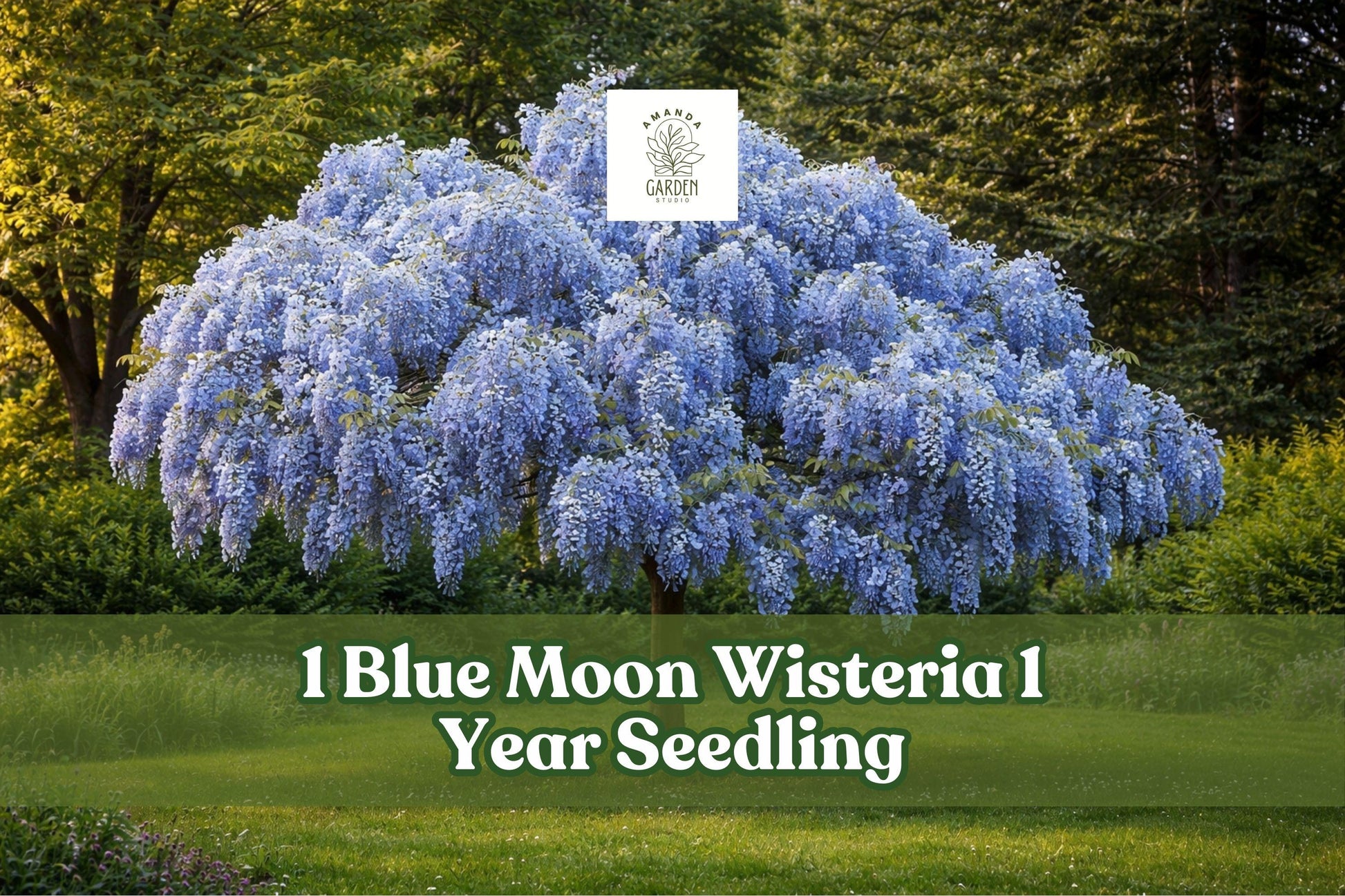 Blue Moon Wisteria Seedling – Deciduous Flowering Vine with Lavender-Blue Blooms – Wisteria macrostachya