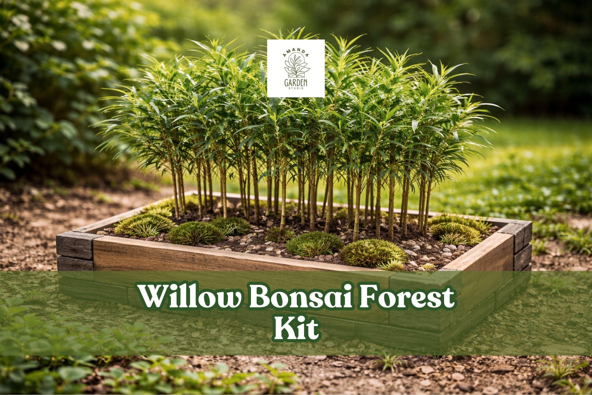 Willow Bonsai Forest Kit – 15 Cuttings, 8-Inch Pot, Salix Species, Deciduous Tree for Miniature Bonsai Display