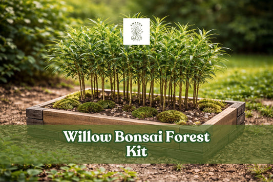 Willow Bonsai Forest Kit – 15 Cuttings, 8-Inch Pot, Salix Species, Deciduous Tree for Miniature Bonsai Display