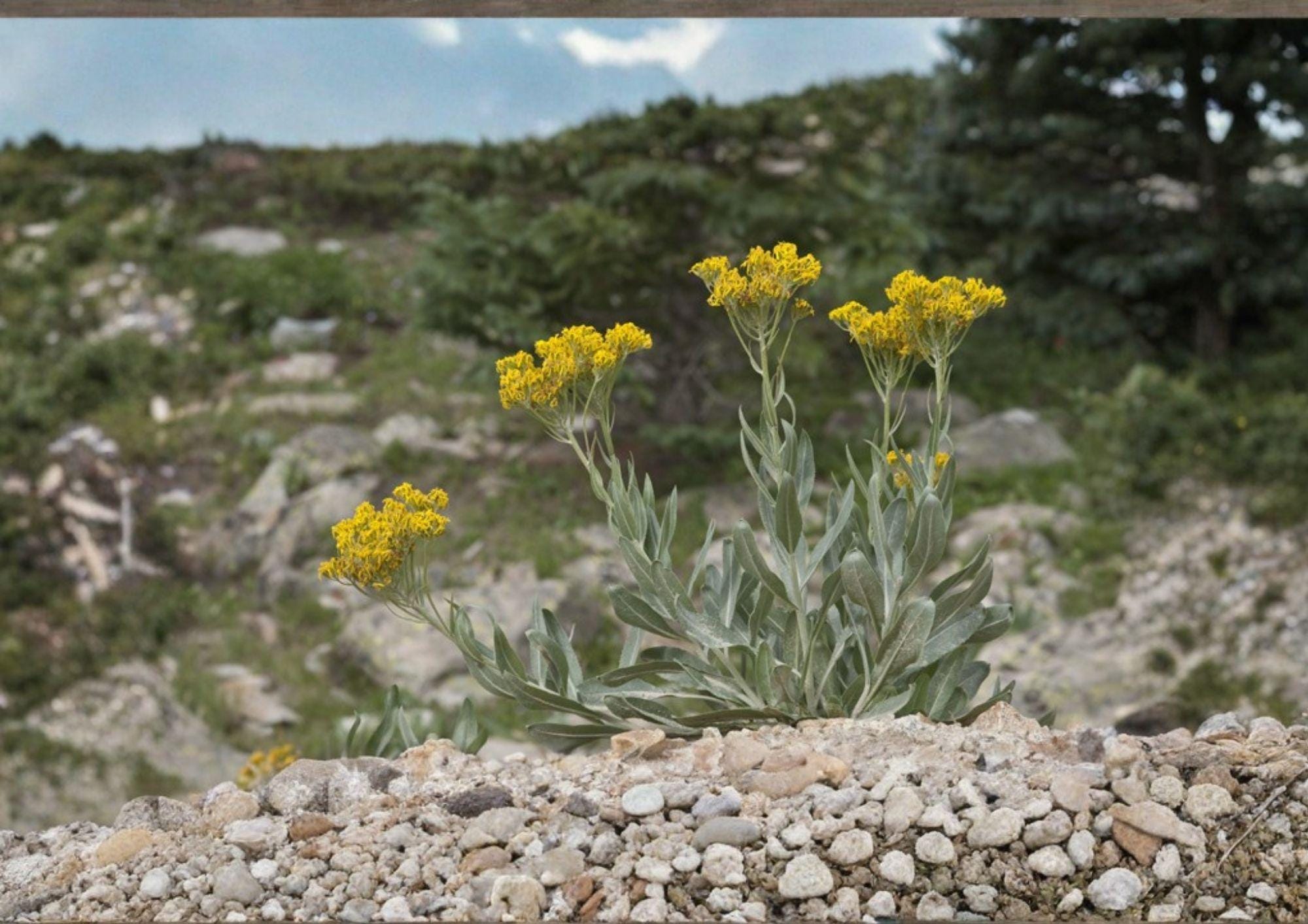 Senecio atratus Tall Blacktip Ragwort Seeds – Native Yellow Mountain Wildflower, Hardy Pollinator Perennial, Fast Growing, 100 Seeds