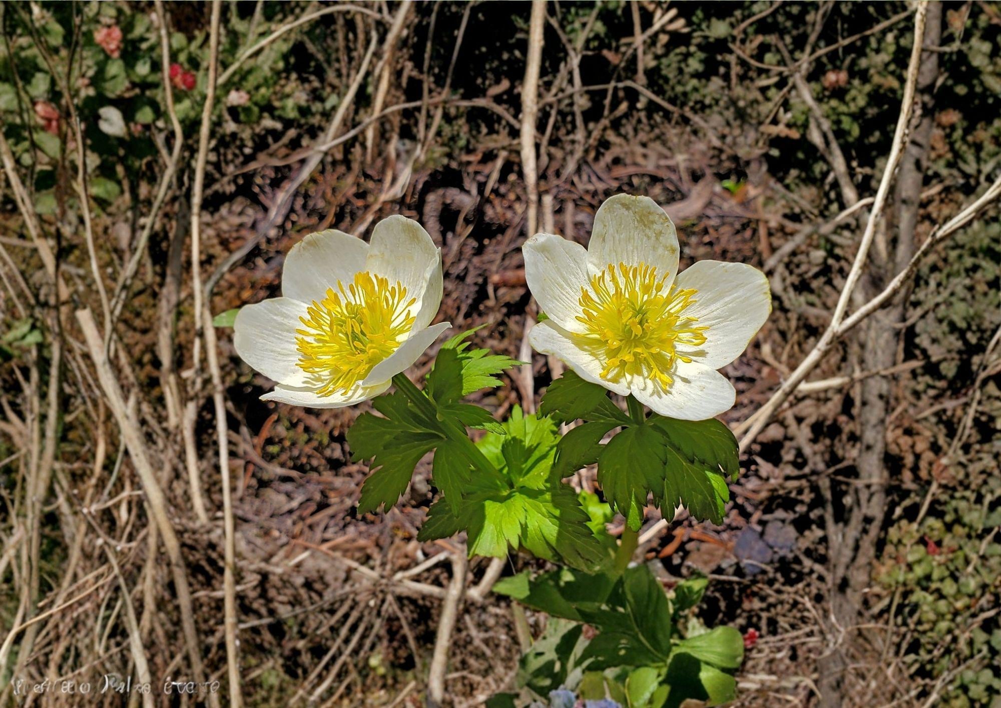 American Globeflower Seeds – Trollius laxus Native Pollinator Wildflower, 50 Seeds