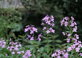 Dames Rocket Seeds – Fragrant Purple and White Flowers for Cottage Garden – Non-GMO, Easy to Grow, Ornamental Plant
