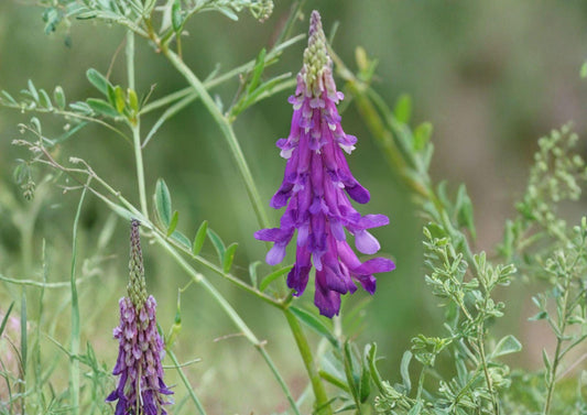 Hairy Vetch Seeds – Purple Bounty Cover Crop, Nitrogen Fixing, Easy to Grow, 100 Seeds, Vicia villosa