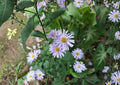 Smooth Blue Aster Seeds – Native Prairie Wildflower for Pollinators, Late Season Bloom, 100 Seeds Aster laevis