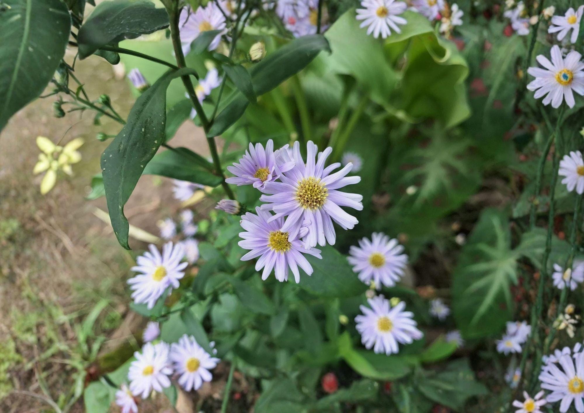 Smooth Blue Aster Seeds – Native Prairie Wildflower for Pollinators, Late Season Bloom, 100 Seeds Aster laevis