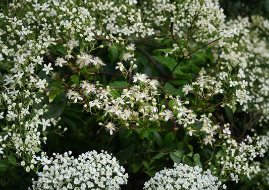 Native Virgin's Bower Clematis Seeds – White Fragrant Climbing Vine Seeds – New Harvest Quality, Clematis virginiana