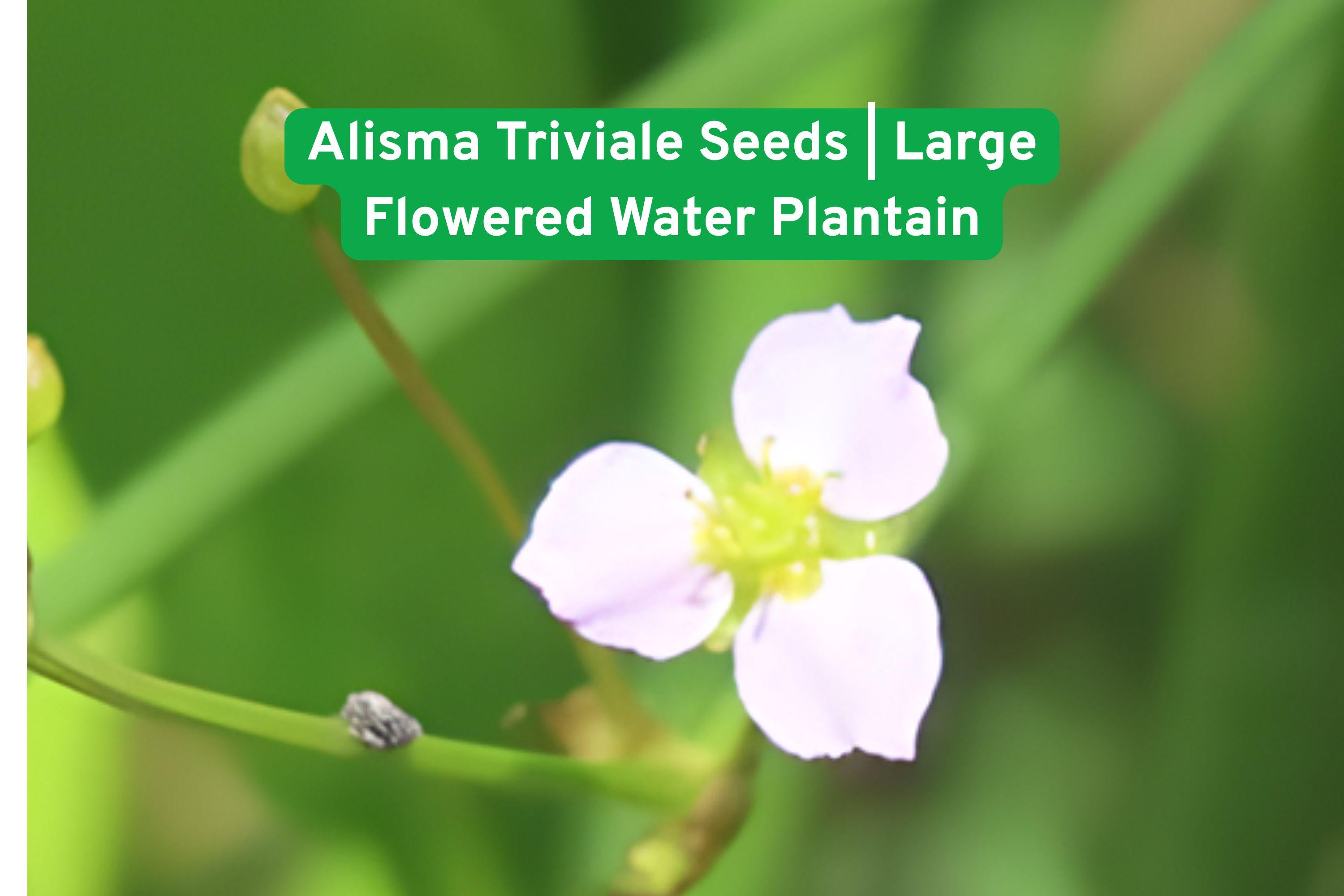 Alisma Triviale Seeds | Native Aquatic Perennial | Large-flowered Water Plantain | Wetland Wildflower Seeds