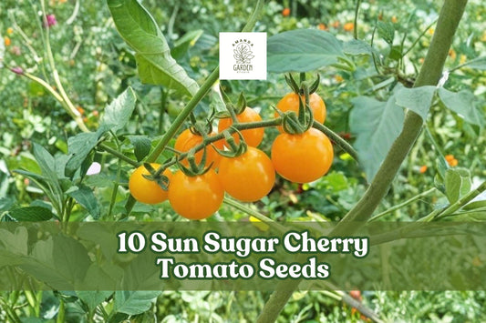 Sun Sugar Cherry Tomato Seeds – 10 Pack, Orange, Sweet, Early-Maturing Solanum lycopersicum, Container & Garden Growing