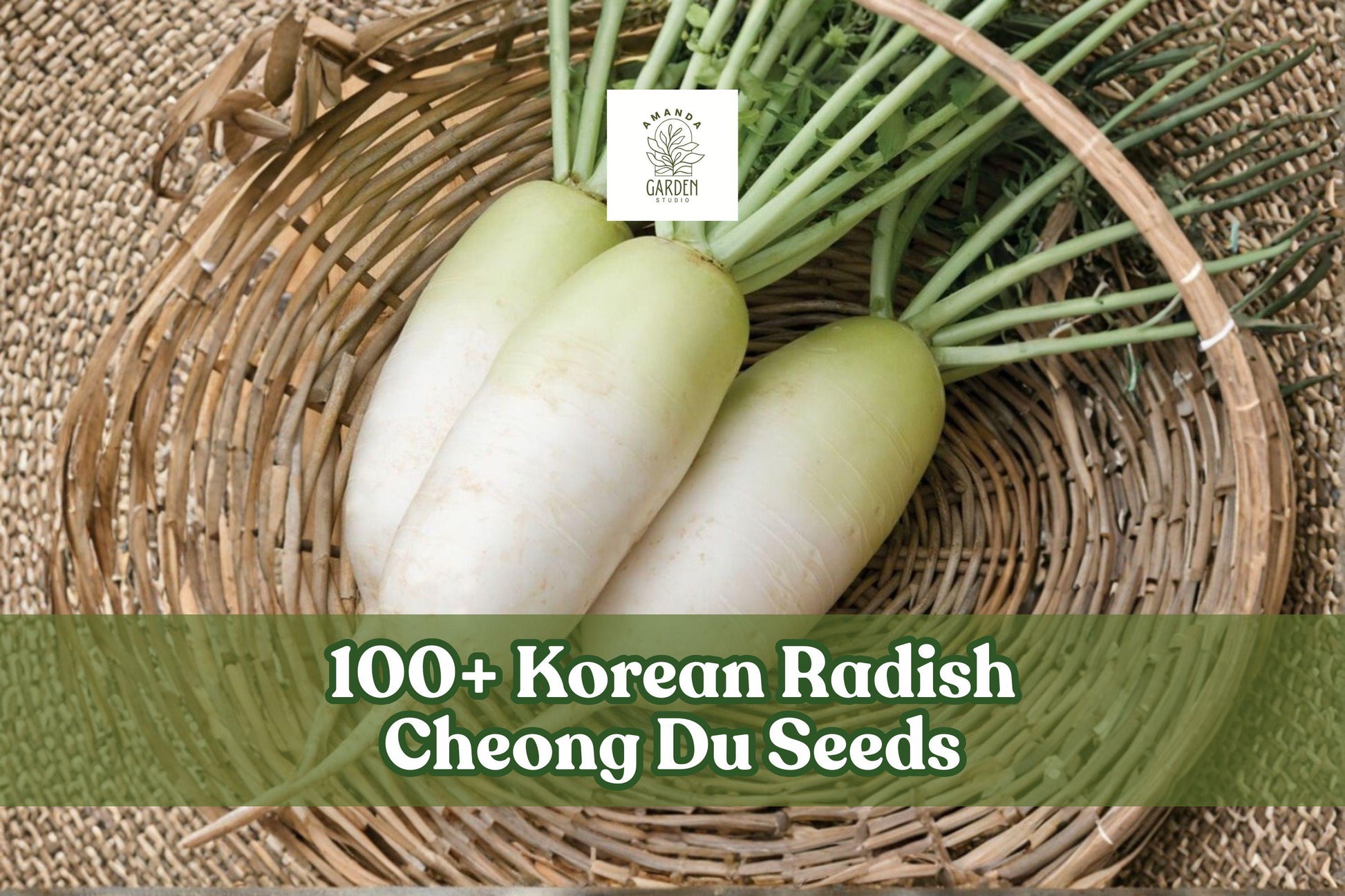 100+ Korean Radish Seeds Cheong Du Raphanus sativus Green Shoulder Cool-Season Vegetable for Garden or Farming