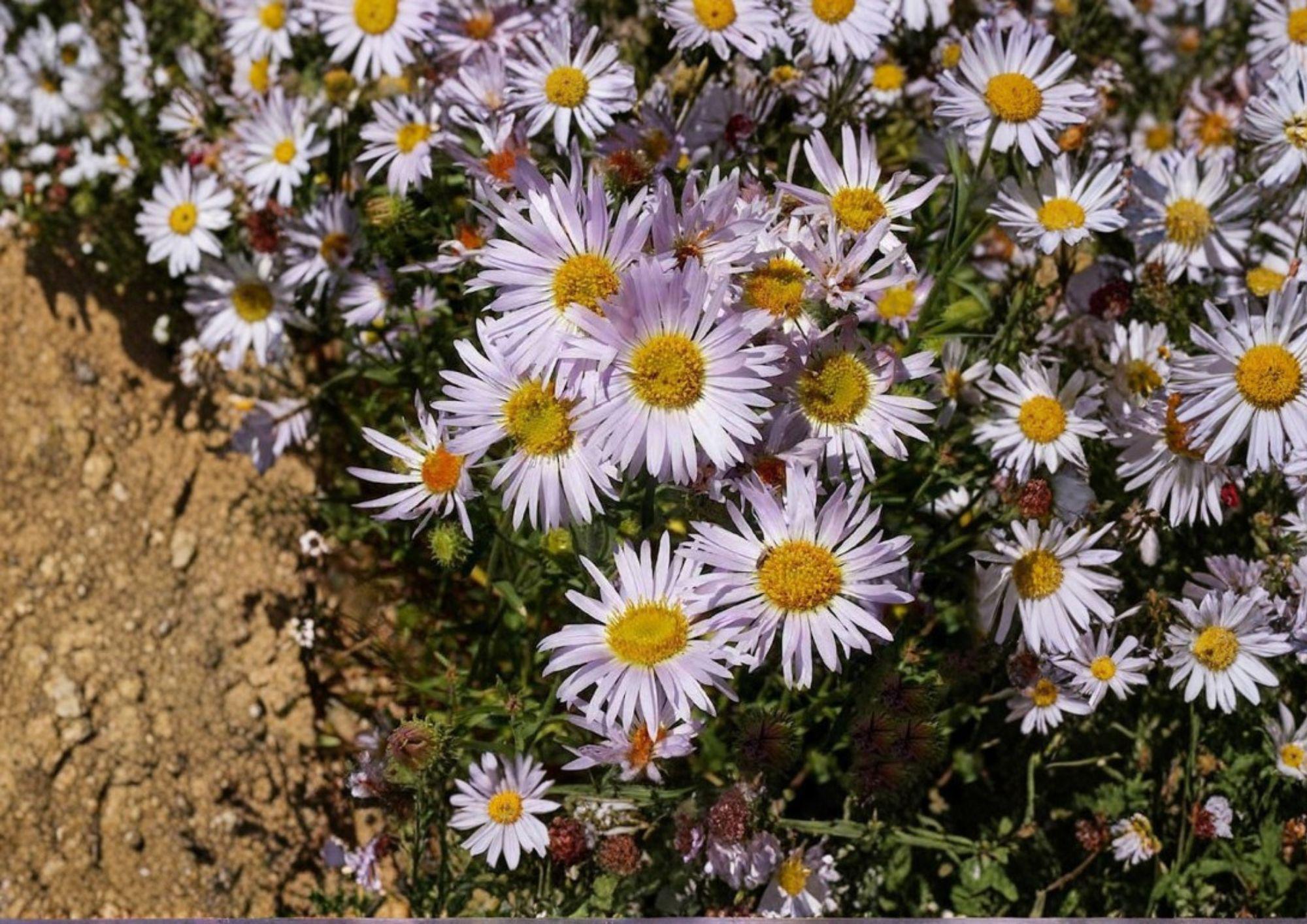 Bigelow's Tansyaster Seeds – Purple Aster, Drought Tolerant Pollinator, Fast Growing, Perennial Flower Seeds