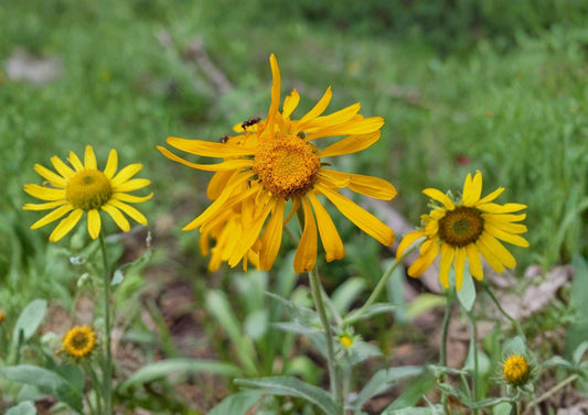 Orange Mountain Daisy Seeds - Native Alpine Wildflower, Pollinator Friendly, Easy to Grow, Eriophyllum confertiflorum, 40 Seeds
