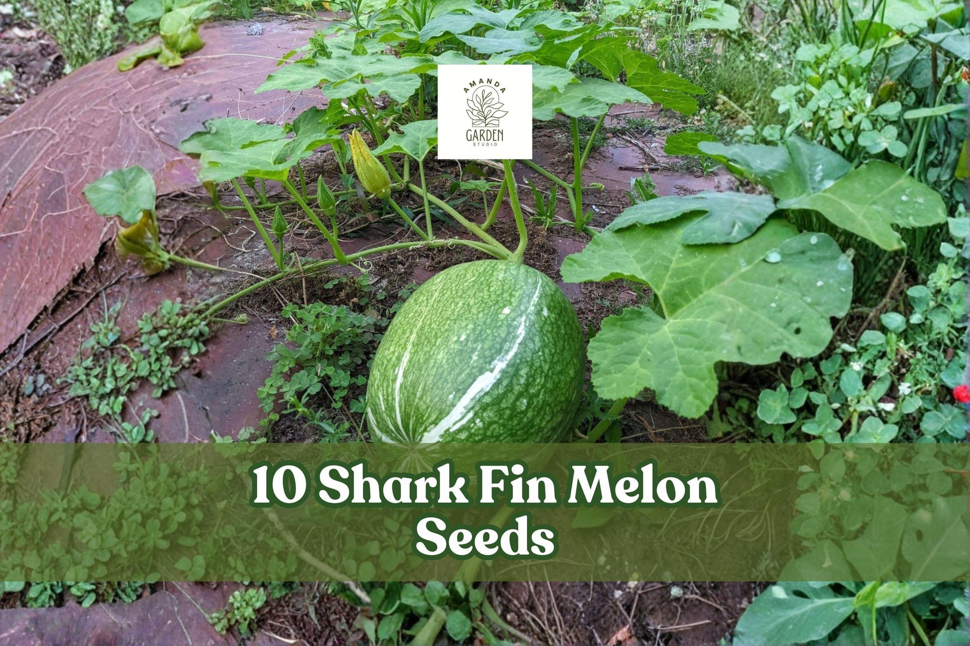 10 Shark Fin Melon Seeds – Heirloom Chilacayote Fig Leaf Gourd, Rare Cucurbita ficifolia, Climbing Vine, Edible Large Fruit