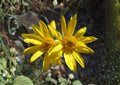 Showy Goldeneye Wildflower Seeds, Native Drought Tolerant Perennial, Pollinator Plant, Heliomeris multiflora, 100 Seeds