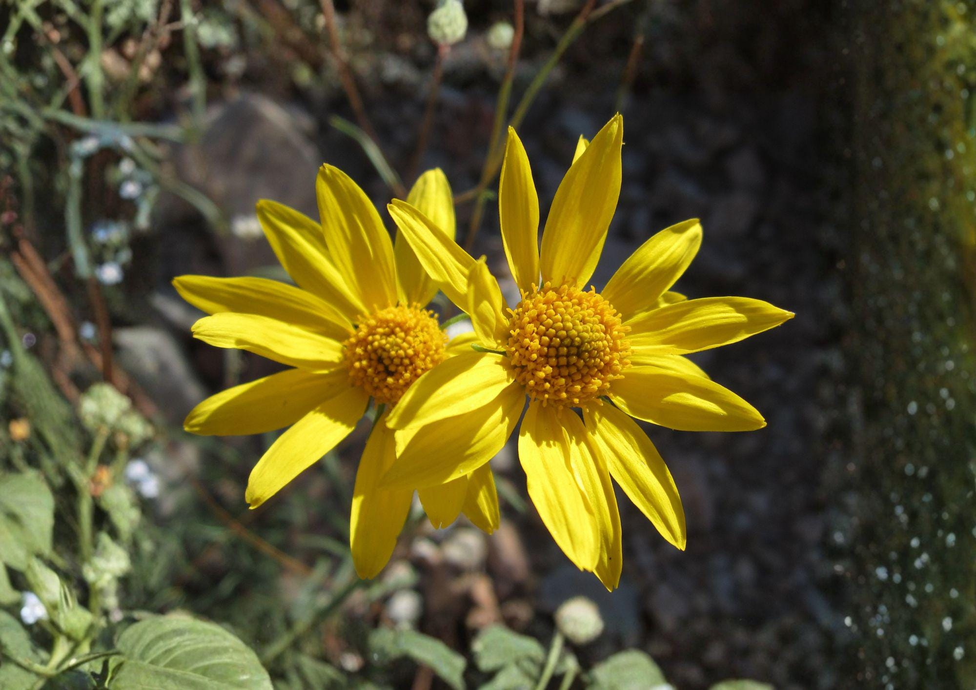 Showy Goldeneye Wildflower Seeds, Native Drought Tolerant Perennial, Pollinator Plant, Heliomeris multiflora, 100 Seeds