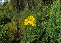 Helianthus nuttallii Marsh Sunflower Seeds – Native Tall Yellow Wetland Perennial, Hardy Pollinator Wildflower, 20 Fresh Seeds
