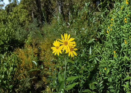 Helianthus nuttallii Marsh Sunflower Seeds – Native Tall Yellow Wetland Perennial, Hardy Pollinator Wildflower, 20 Fresh Seeds