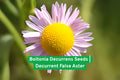 Boltonia decurrens Seeds | Native Perennial Wildflower for Wetlands, Rain Gardens & Restoration Projects
