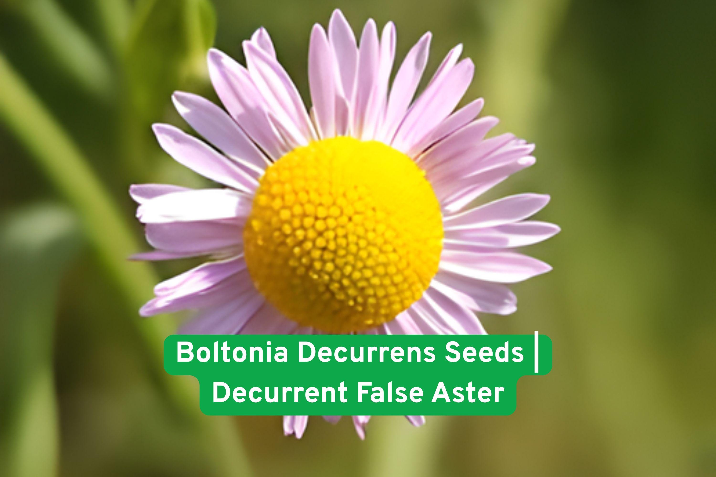Boltonia decurrens Seeds | Native Perennial Wildflower for Wetlands, Rain Gardens & Restoration Projects
