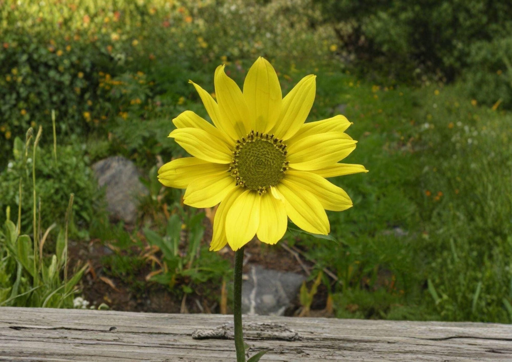 Helianthella quinquenervis Aspen Sunflower Seeds – Native Yellow Mountain Perennial, Tall Pollinator Wildflower, 25 Seeds