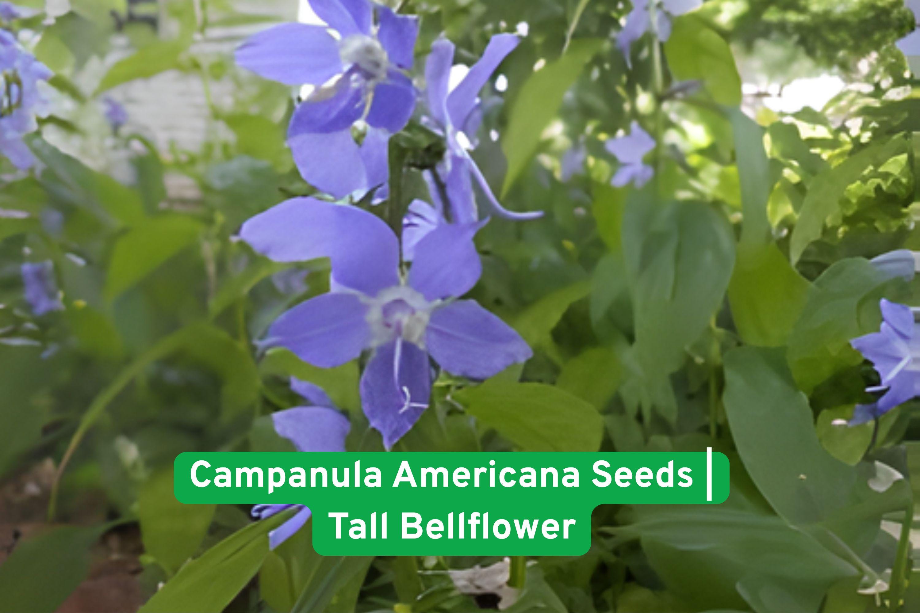 Campanula americana Seeds | Tall Bellflower Wildflower | Blue/Purple Blooms | Native Pollinator Plant