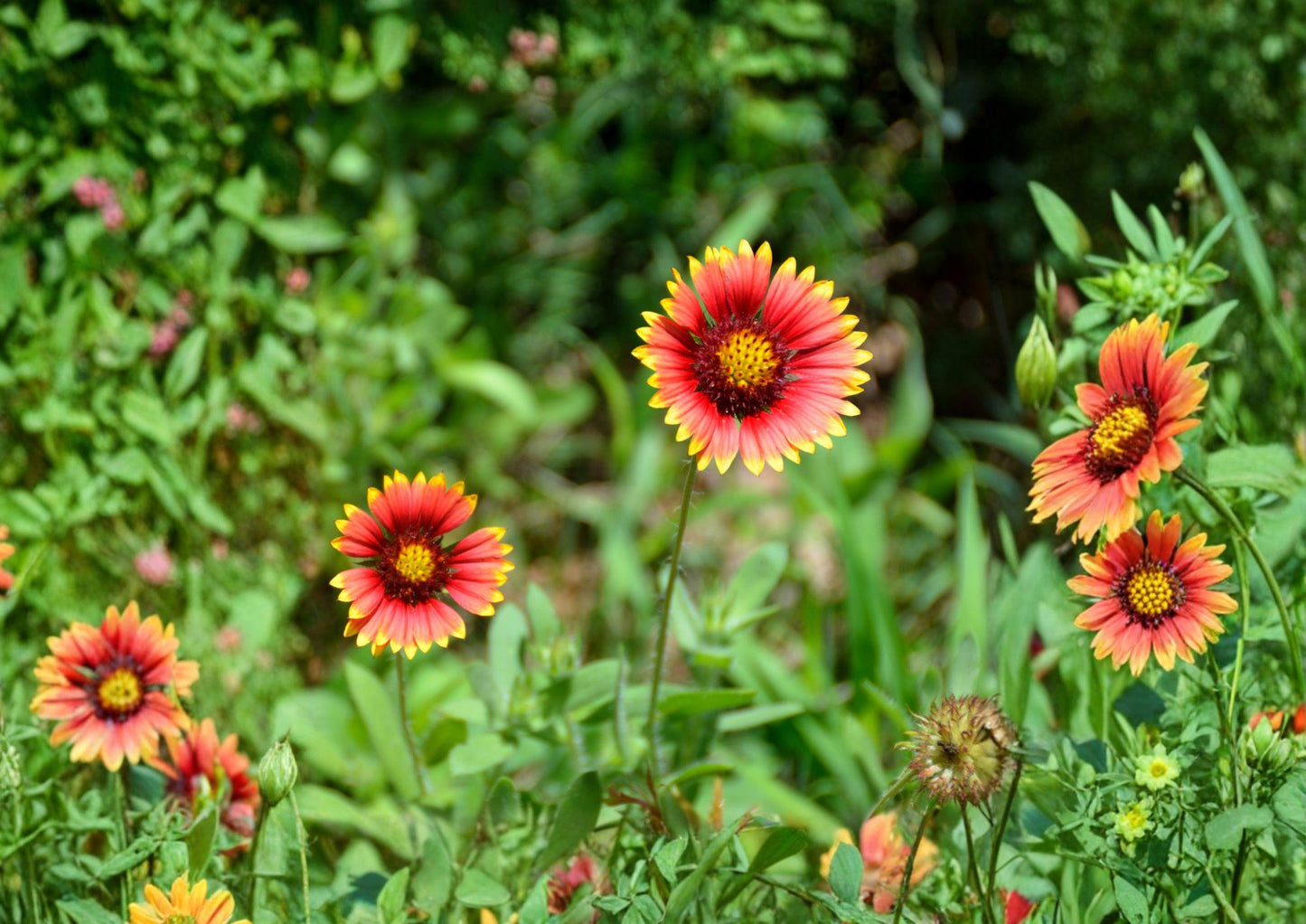 Meriwether Blanketflower Seeds - Red Yellow Gaillardia, Drought Tolerant, Garden Flower Seeds, Perennial Seeds