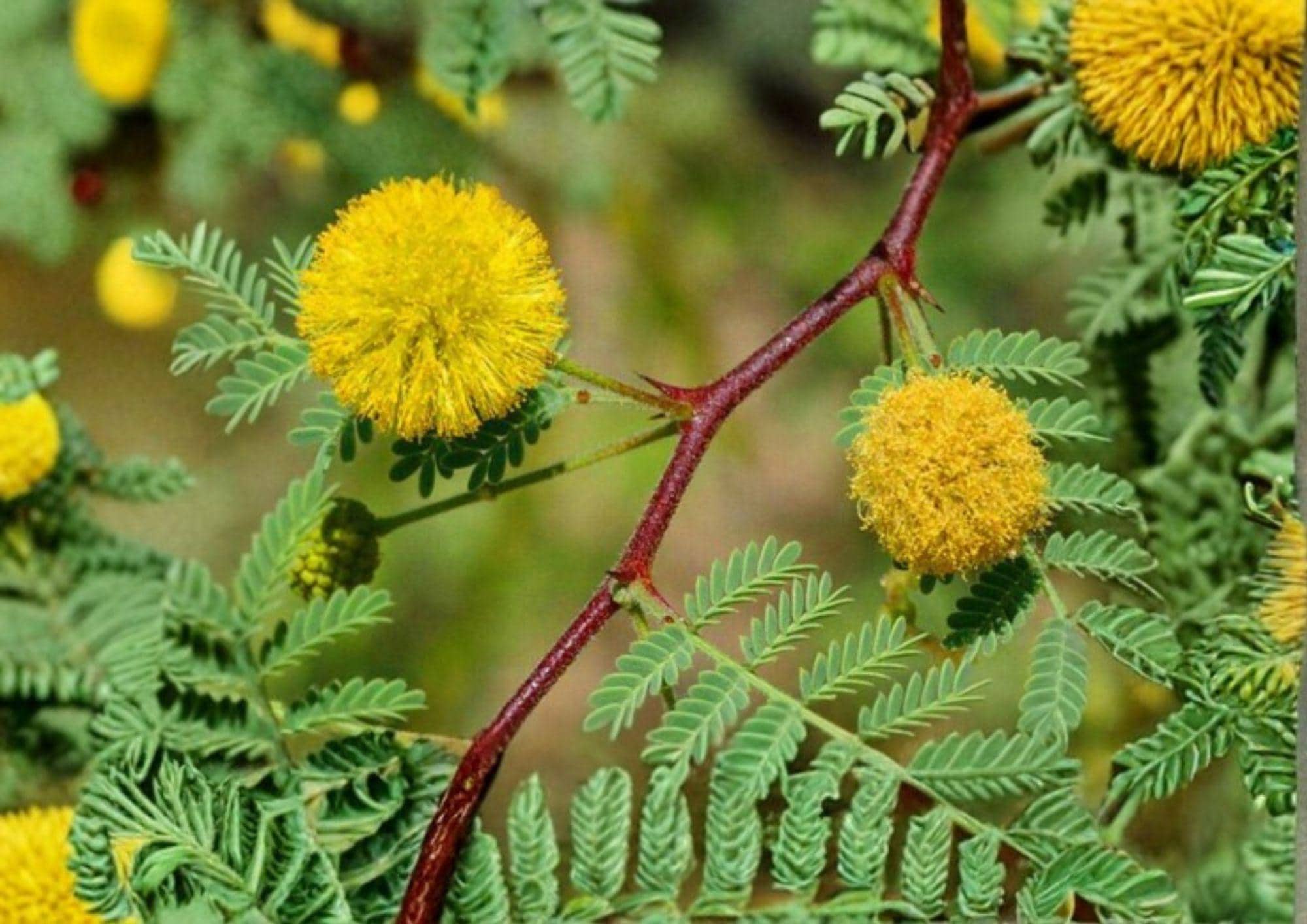 Acacia Tree Seeds Vachellia nilotica Gum Arabic Egyptian Thorn Fast Shipping