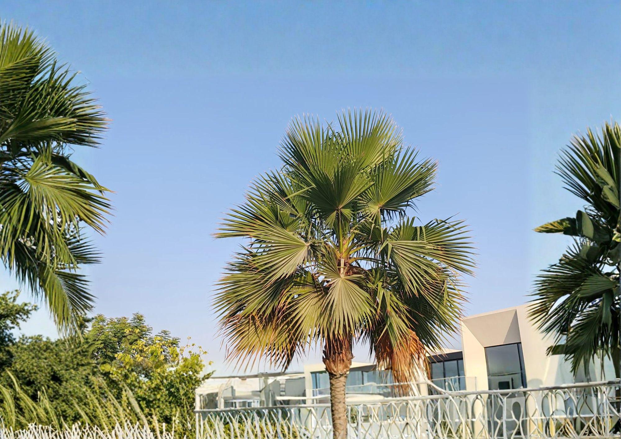 California Fan Palm Seeds – Hardy Desert Palm Seeds for Mediterranean Gardens – Non-GMO, Trachycarpus fortunei, 5 Seeds