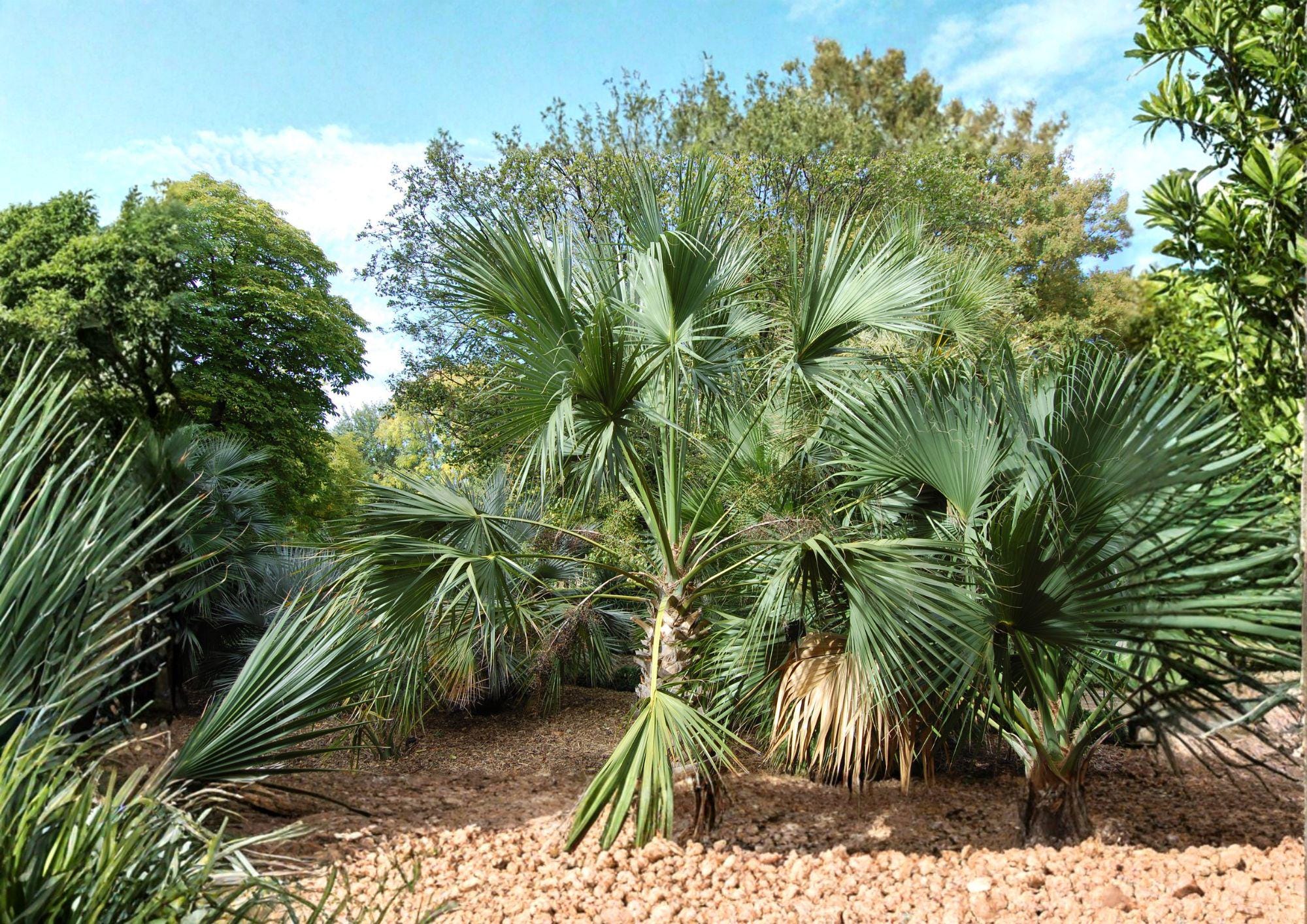 Sabal Palmetto Cabbage Palm Seeds - Hardy Tropical Fan Palm, Fast Growing, 5 Seeds