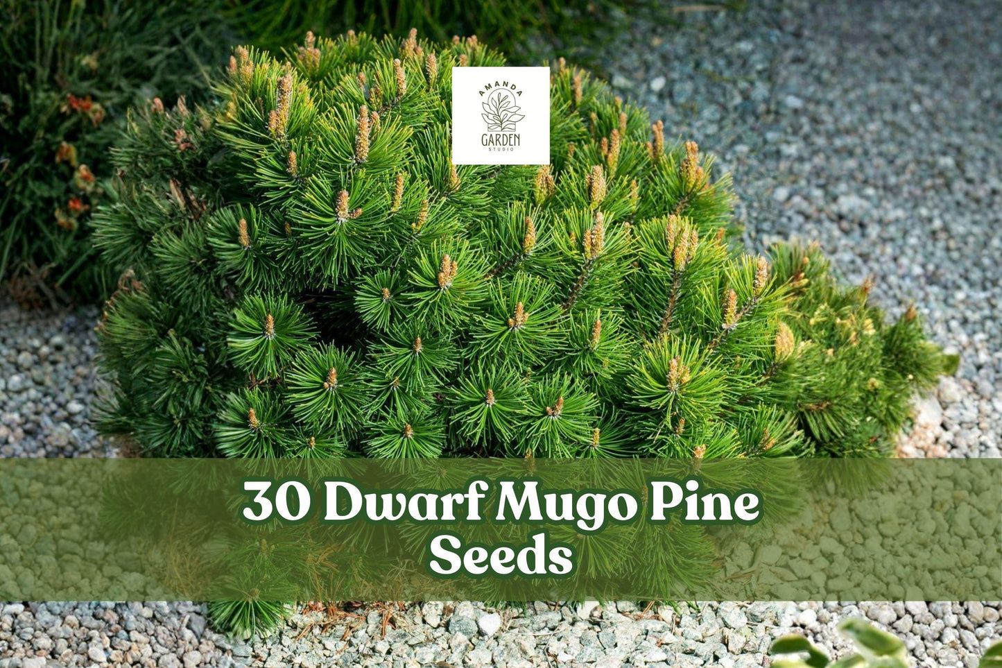 Dwarf Mugo Pine Seeds – Pinus mugo pumilio – Evergreen Conifer for Rock Gardens & Borders – Hardy Perennial Tree