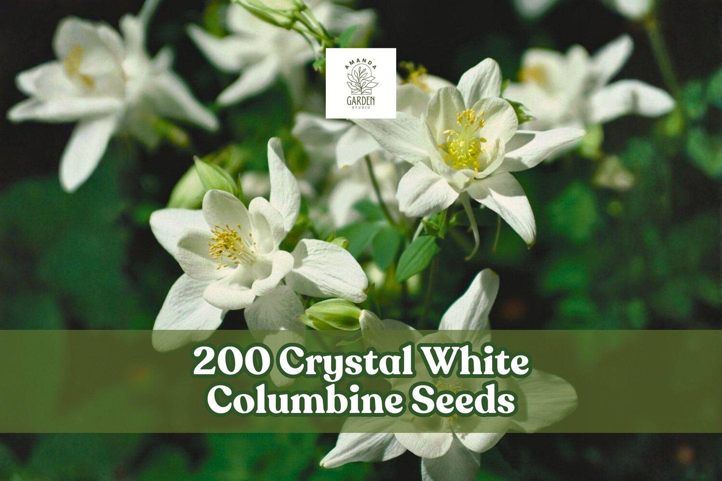 200 Crystal White Columbine Seeds – Aquilegia perennials, White flowers, Cottage garden, Woodland border, Well-draining soil