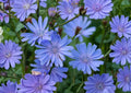 Blue Chicory Seeds – 100 Native Wildflower Seeds for Meadow Garden – Easy to Grow, Ornamental, Blue Flower, Cichorium intybus
