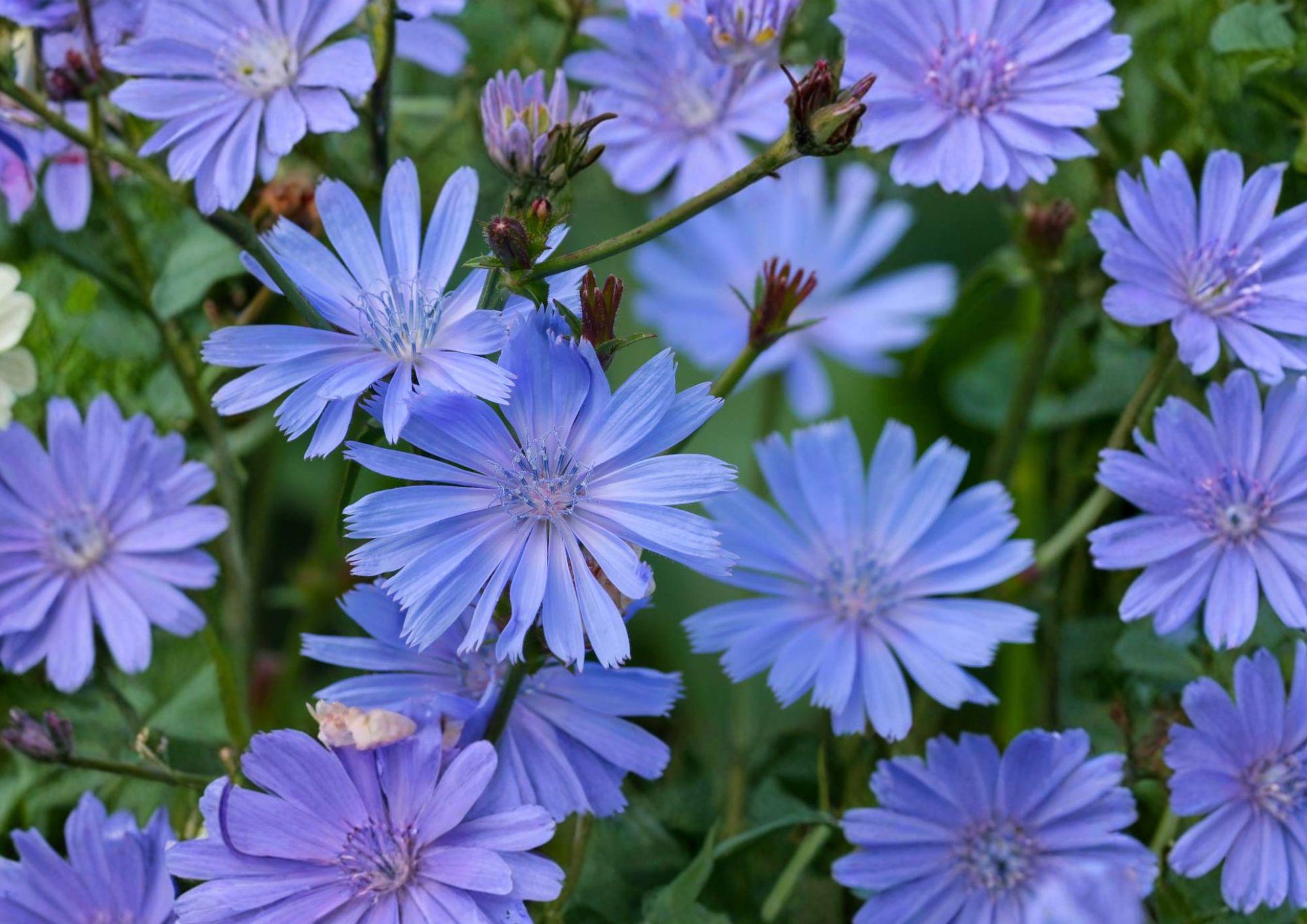 Blue Chicory Seeds – 100 Native Wildflower Seeds for Meadow Garden – Easy to Grow, Ornamental, Blue Flower, Cichorium intybus