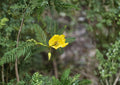 Partridge Pea Seeds – 100 Native Yellow Wildflower Seeds for Pollinator Garden – Chamaecrista fasciculata