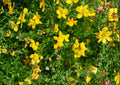 Birds Foot Trefoil Seeds – 100 Yellow Wildflower Seeds for Groundcover Meadow – Lotus Corniculatus, Native Plant, Easy to Grow