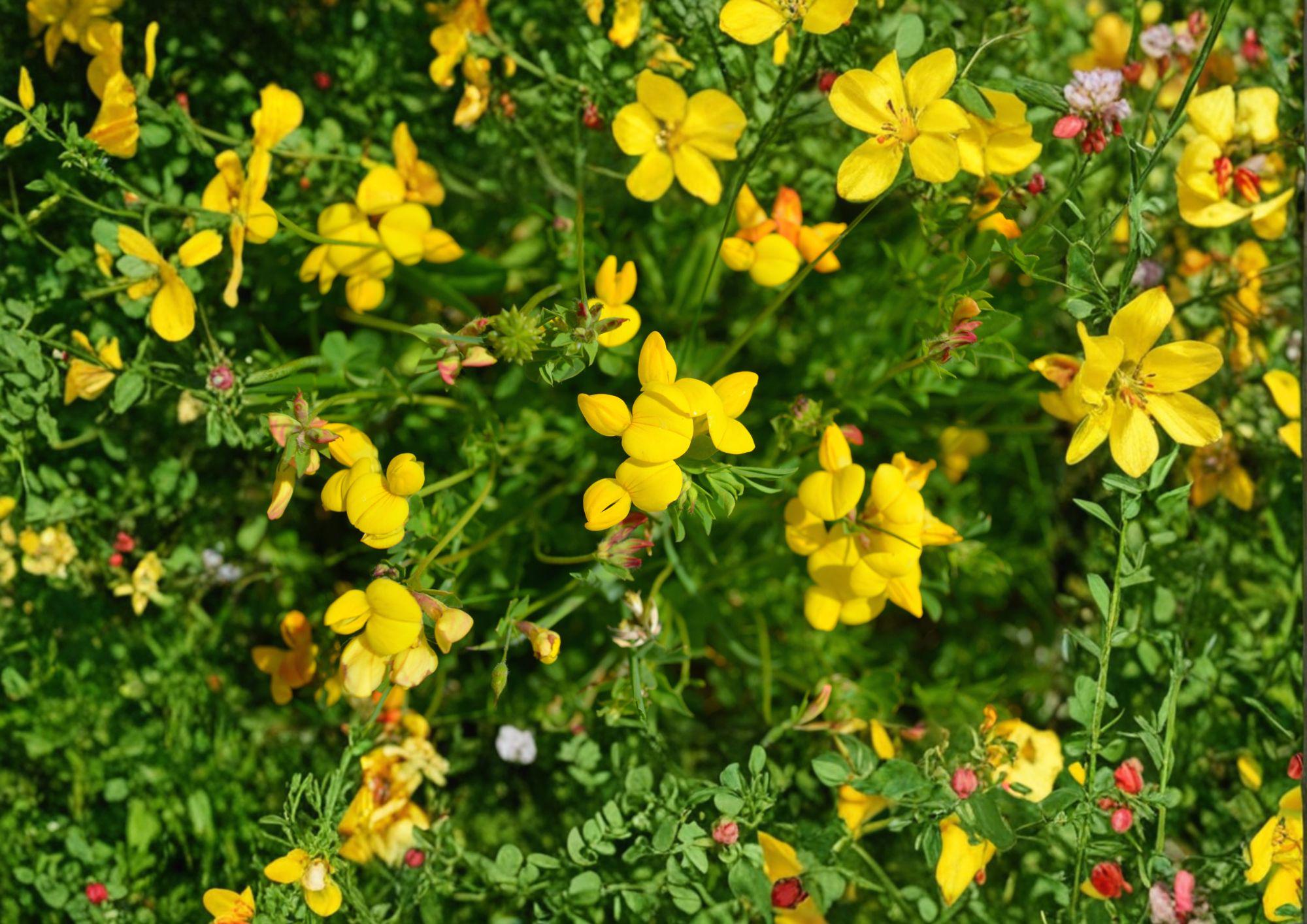 Birds Foot Trefoil Seeds – 100 Yellow Wildflower Seeds for Groundcover Meadow – Lotus Corniculatus, Native Plant, Easy to Grow