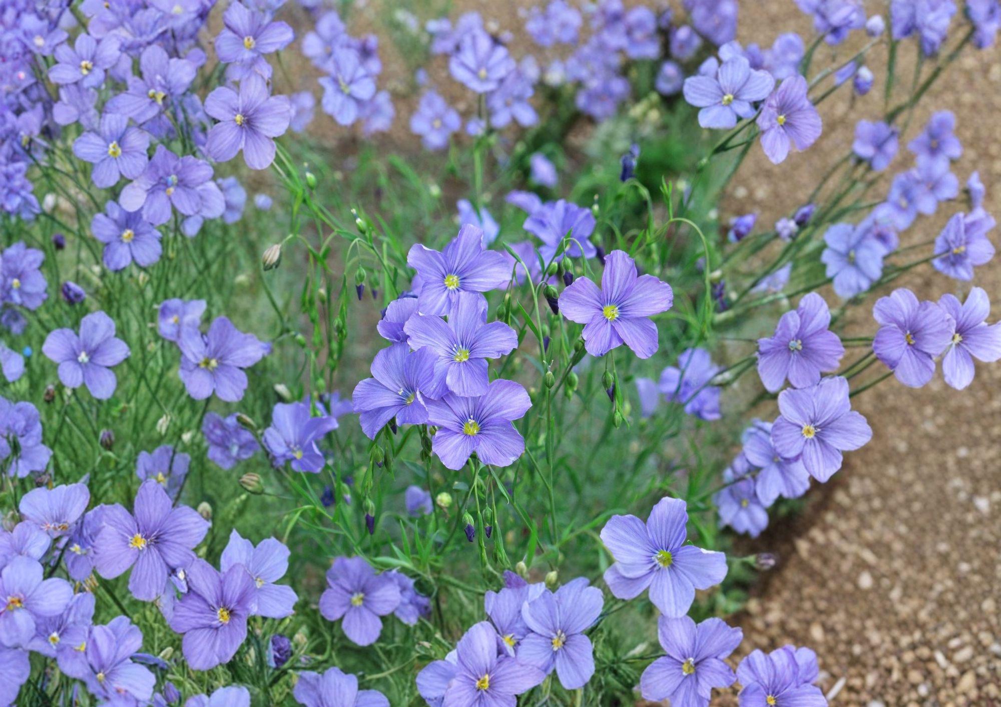 Perennial Blue Flax Seeds – Sky Blue Wildflower for Meadow Gardens – Linum perenne, Native Flower Seeds