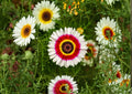 Painted Daisy Seeds – 100 Tricolor Chrysanthemum Flower Seeds for Bright Summer Garden – Non-GMO Glebionis Carinata