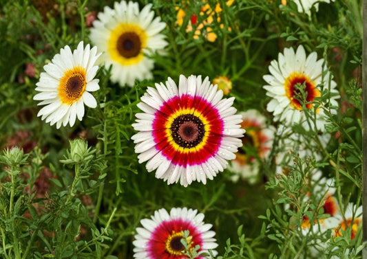 Painted Daisy Seeds – 100 Tricolor Chrysanthemum Flower Seeds for Bright Summer Garden – Non-GMO Glebionis Carinata