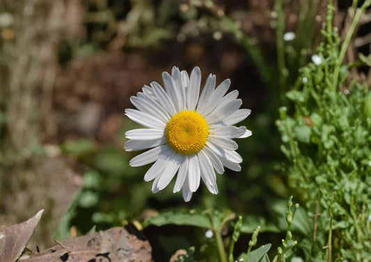Oxeye Daisy Seeds – 100 White Flower Seeds for Meadow, Leucanthemum vulgare, Classic Chrysanthemum Style, Garden & Wildflower Planting