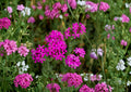 Catchfly Flower Seeds – 100 Pink Sweet William Blooms for Cottage Gardens – Annual Flower Seeds, Dianthus barbatus