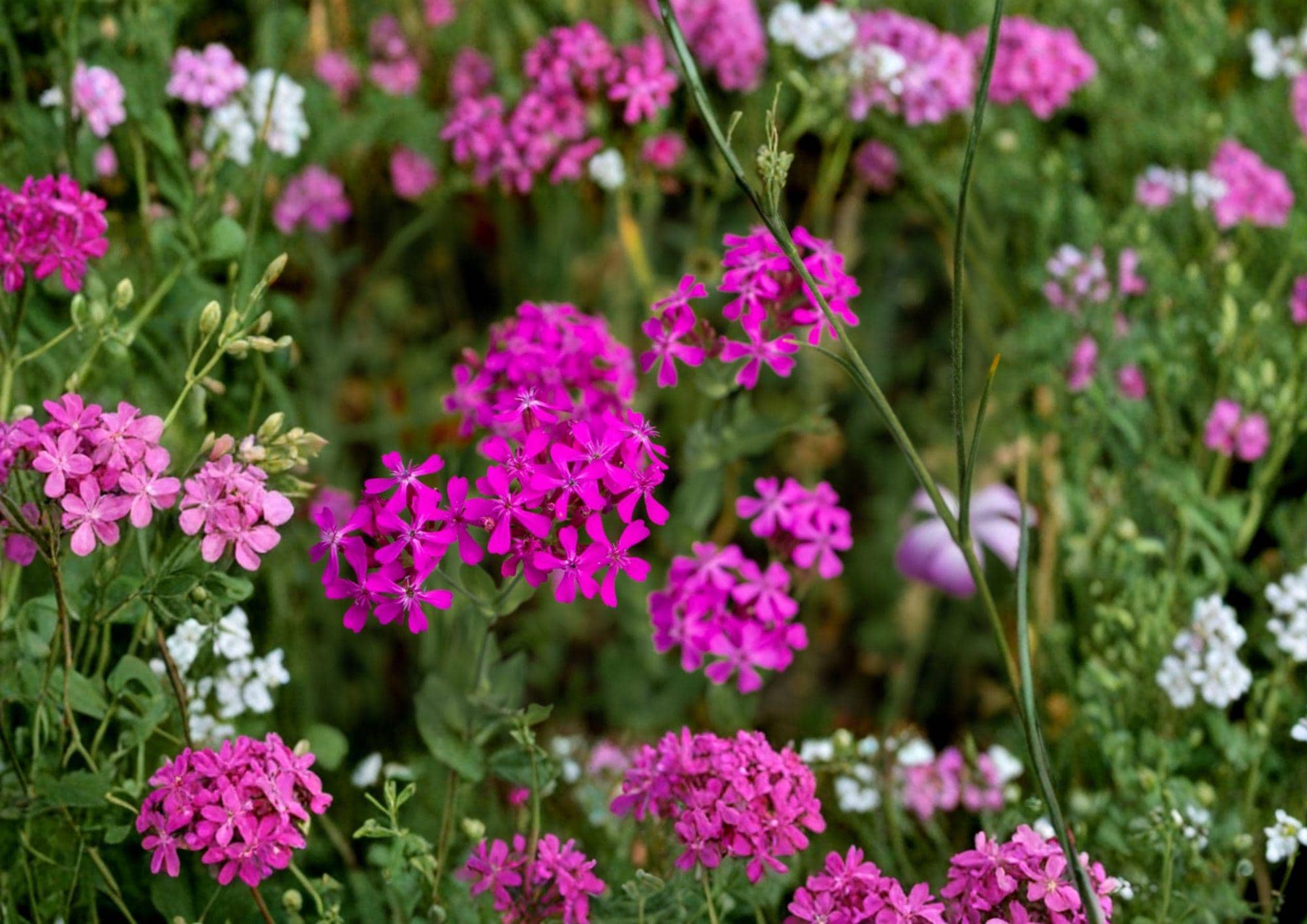 Catchfly Flower Seeds – 100 Pink Sweet William Blooms for Cottage Gardens – Annual Flower Seeds, Dianthus barbatus