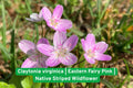 Virginia Spring Beauty Seeds | 20 Claytonia virginica Pink Striped Wildflower for Shade Gardens & Pollinators
