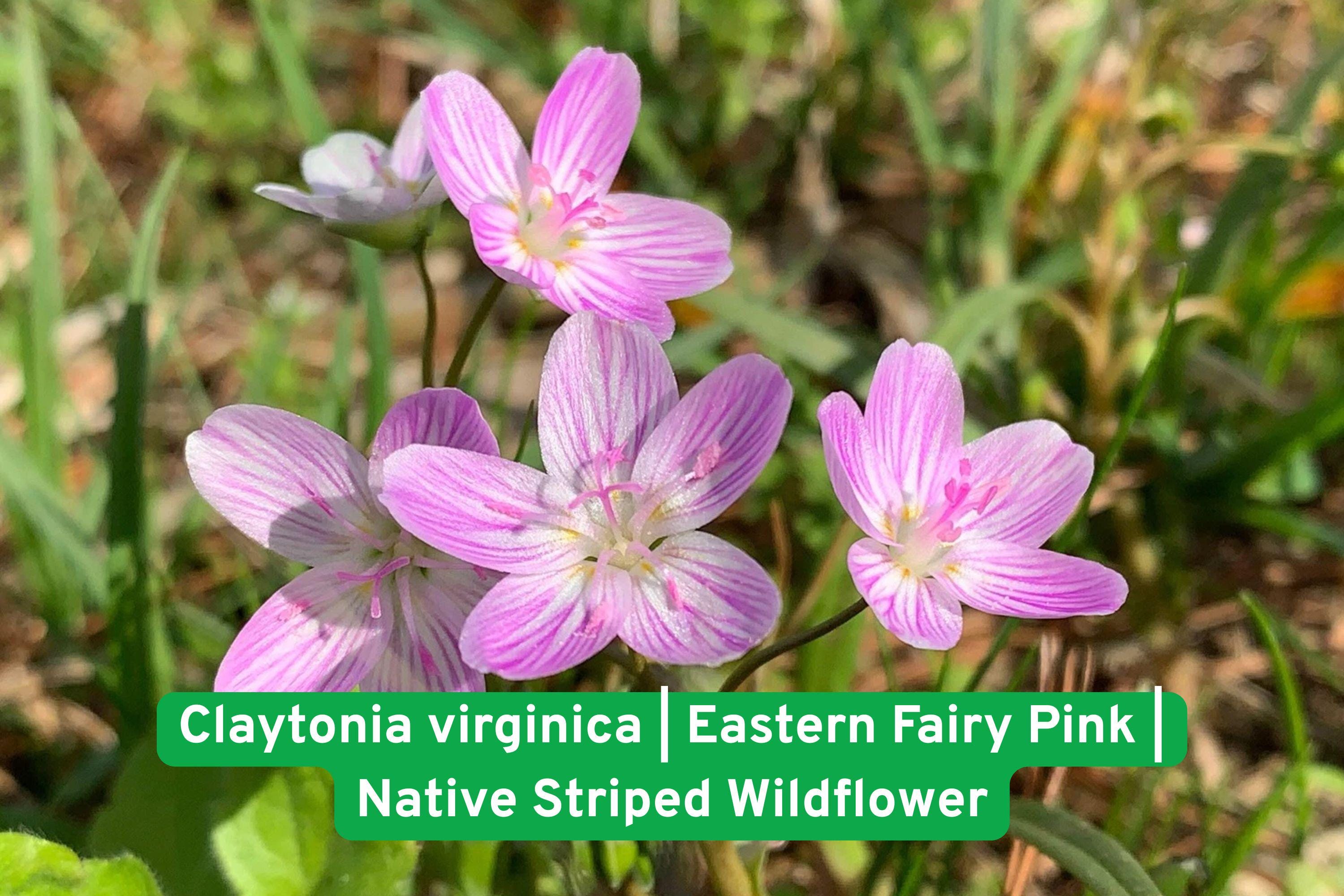 Virginia Spring Beauty Seeds | 20 Claytonia virginica Pink Striped Wildflower for Shade Gardens & Pollinators