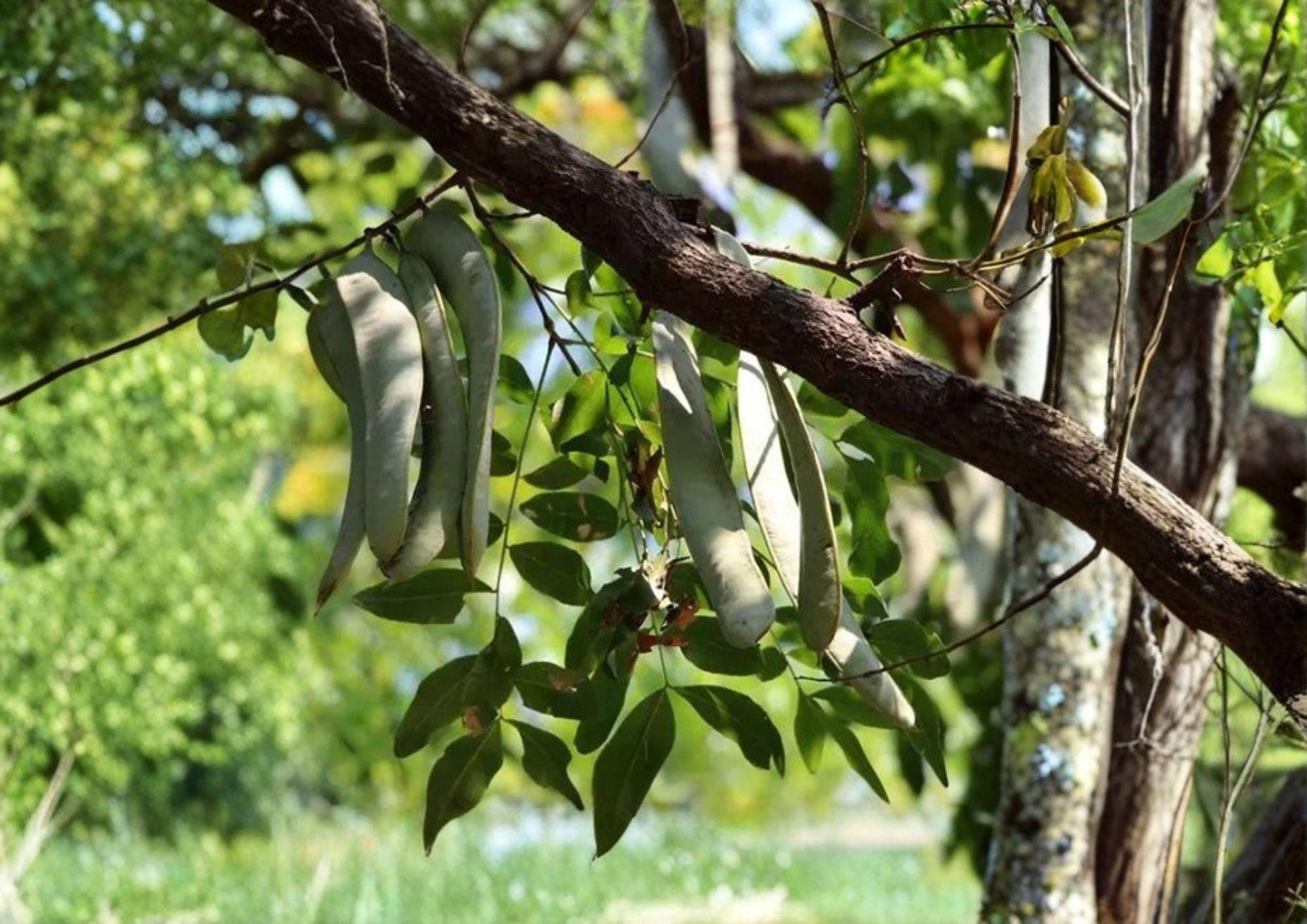 Gleditsia sinensis Seeds - Chinese Honeylocust Soap Bean Tree, Ornamental Medicinal Thorny Tree, Hardy Shrub or Tree Seeds