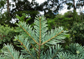 European Silver Fir Tree Seeds – Abies Alba, Cold Hardy Evergreen, New Harvest Quality