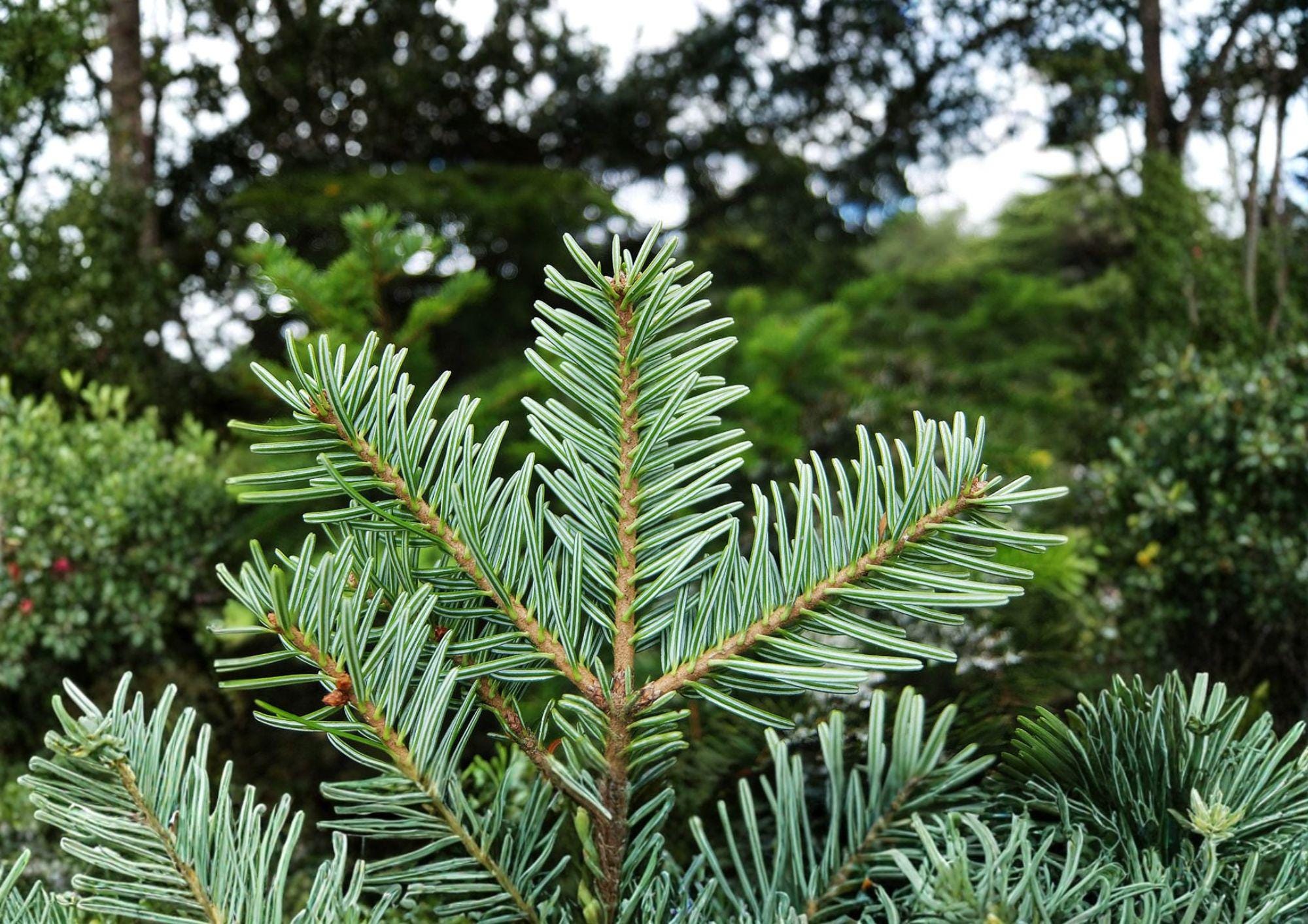 European Silver Fir Tree Seeds – Abies Alba, Cold Hardy Evergreen, New Harvest Quality