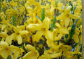 Forsythia suspensa 10 Seeds - Golden Bell Weeping Forsythia, Early Spring Yellow Flowering Ornamental Shrub - bloomhavennursery