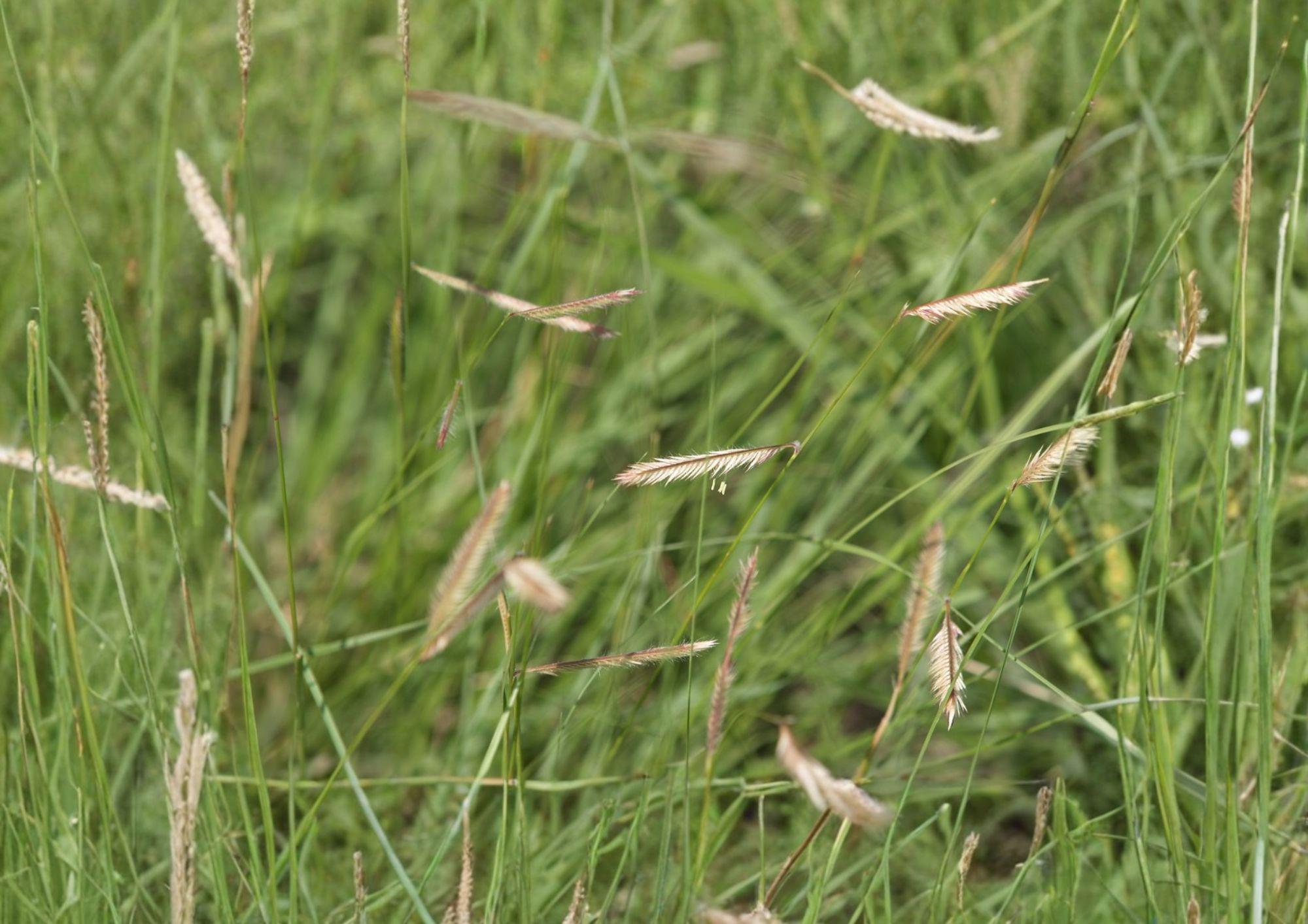 Blue Grama Grass Seeds - Native Drought Tolerant Ornamental Prairie Grass - Bouteloua gracilis